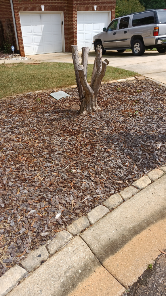 crepe myrtle stump